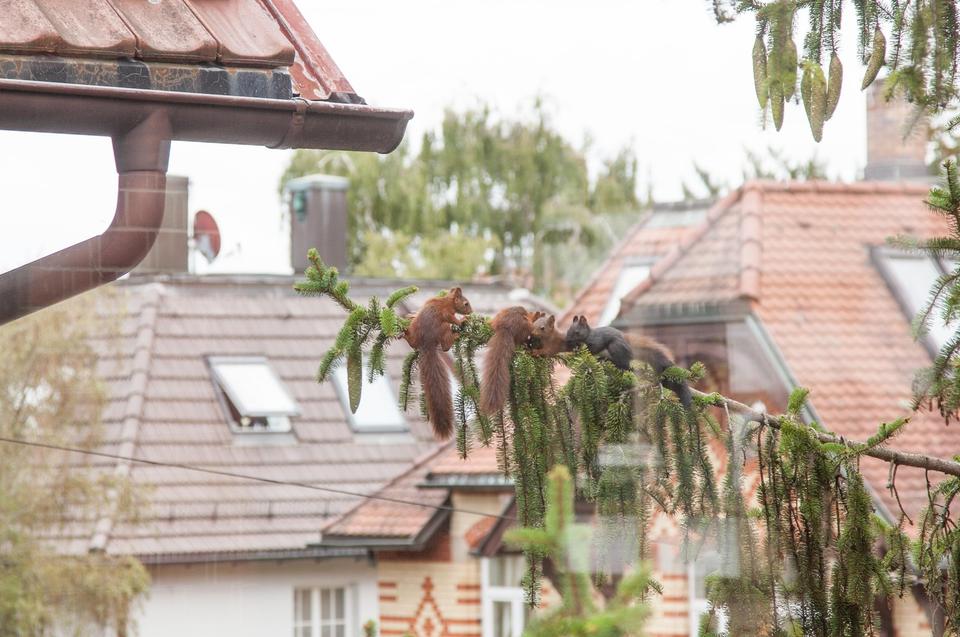 Schreibtischplatz im Grünen & doch zentral im Stuttgarter Norden – Bild 13