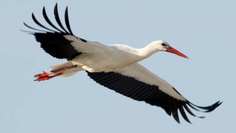 W12: Storch & Seeblick / Erdwärme & PV & Solarthermie – Bild 3