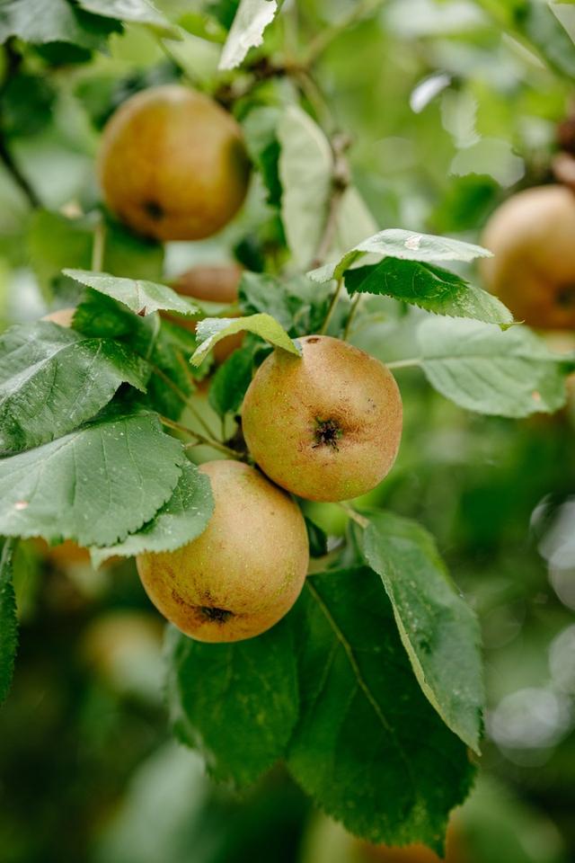 Luxus-Anwesen in der Lüneburger Heide – Bild 14