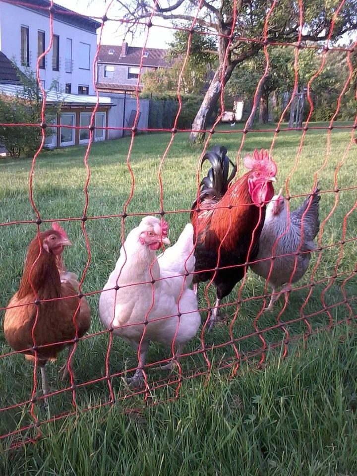Charmantes Bruchsteinhaus mit Wärmepumpe & Ausbaupotenzial - 3.237 m² Naturgrundstück am Waldrand – Bild 19