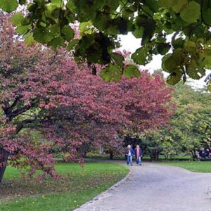 149 qm helle Wohnung mit 2 Eingängen l gut für WG oder zur Untervermietung !