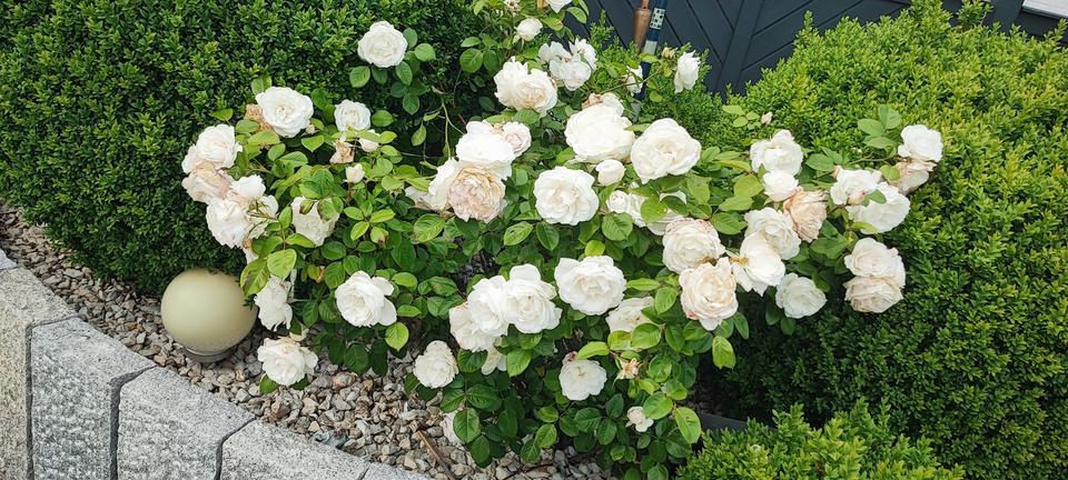 Villa/Haus in weiß/blau* Exklusiv*1.Reihe*400qm** – Bild 33