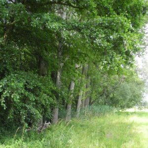 125.660 qm Waldgrundstück bei Leipzig / Wald - Forst - Privatwald - Waldfläche