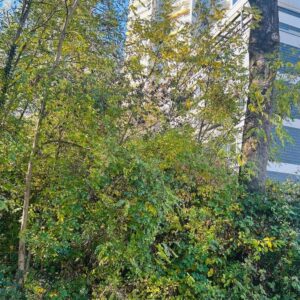 Über den Dächern von Bad Homburg ETW 3 Zimmer