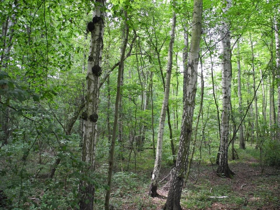 125.660 qm Waldgrundstück bei Leipzig / Wald - Forst - Privatwald - Waldfläche – Bild 3