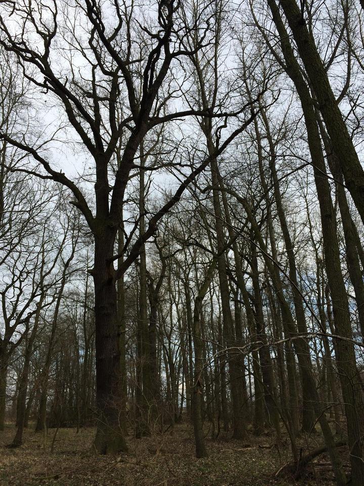 125.660 qm Waldgrundstück bei Leipzig / Wald - Forst - Privatwald - Waldfläche – Bild 2