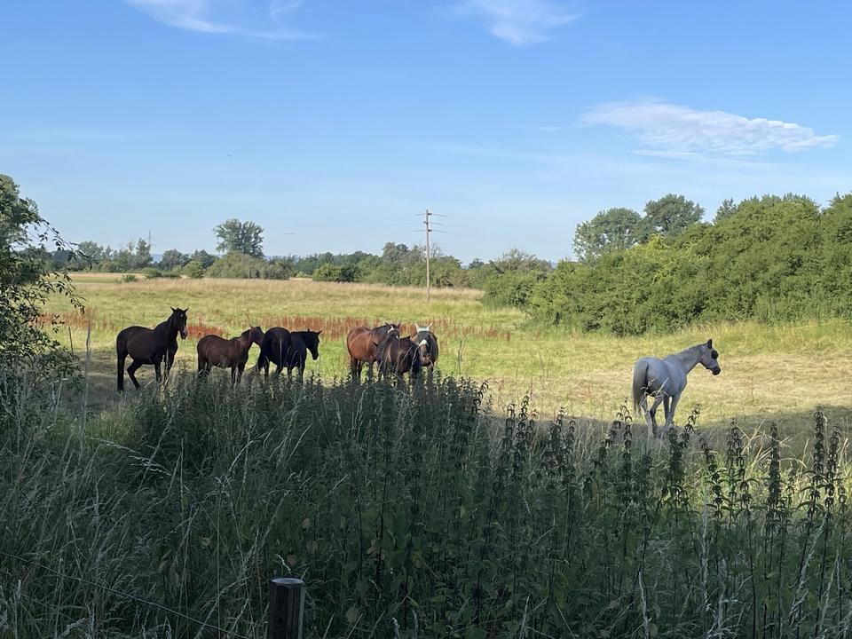 Architektenbungalow in Alt-Laatzens bester Lage von privat – Bild 23