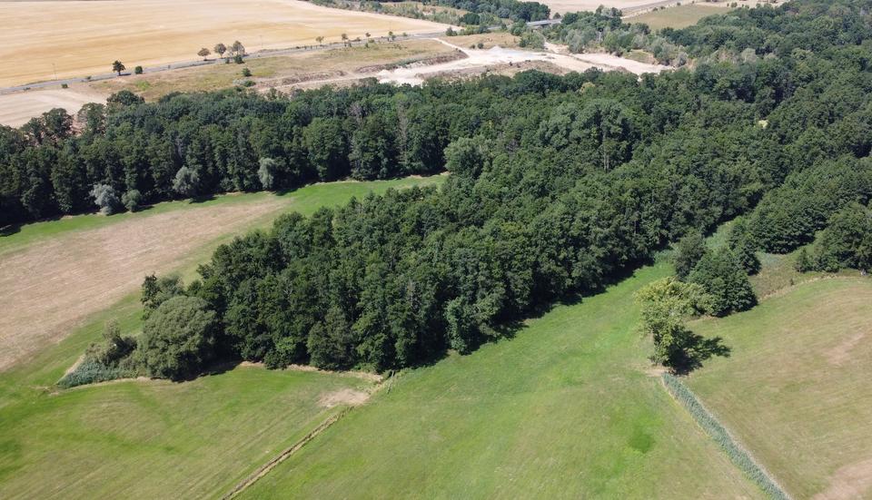 125.660 qm Waldgrundstück bei Leipzig / Wald - Forst - Privatwald - Waldfläche – Bild 5