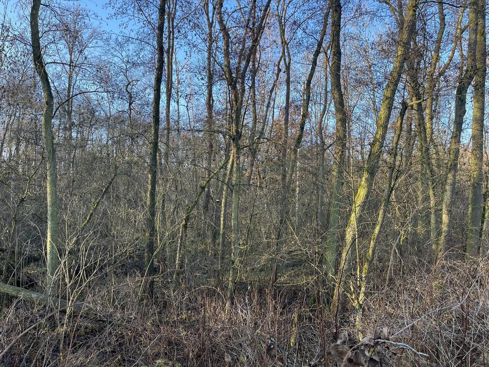 125.660 qm Waldgrundstück bei Leipzig / Wald - Forst - Privatwald - Waldfläche – Bild 4