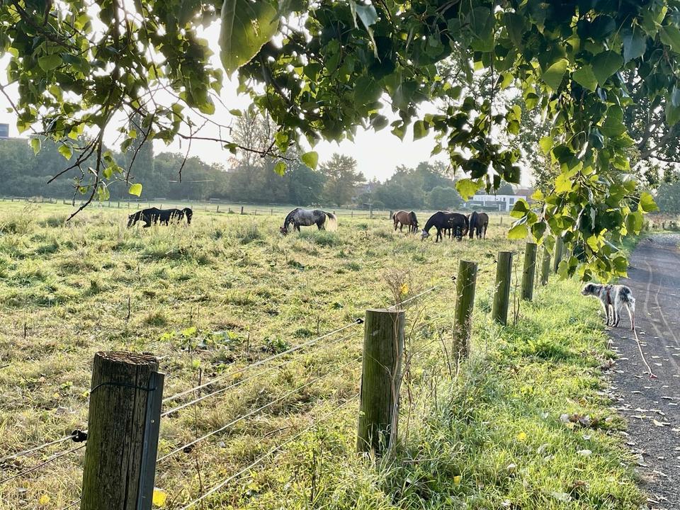 Architektenbungalow in Alt-Laatzens bester Lage von privat – Bild 24