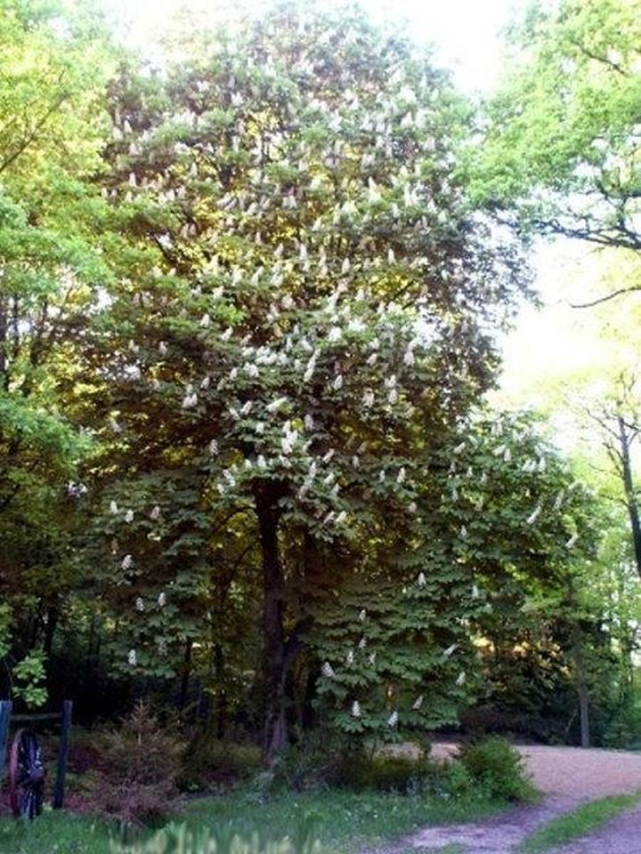 Anliegerwohnung mit Sonnenterasse – Bild 16