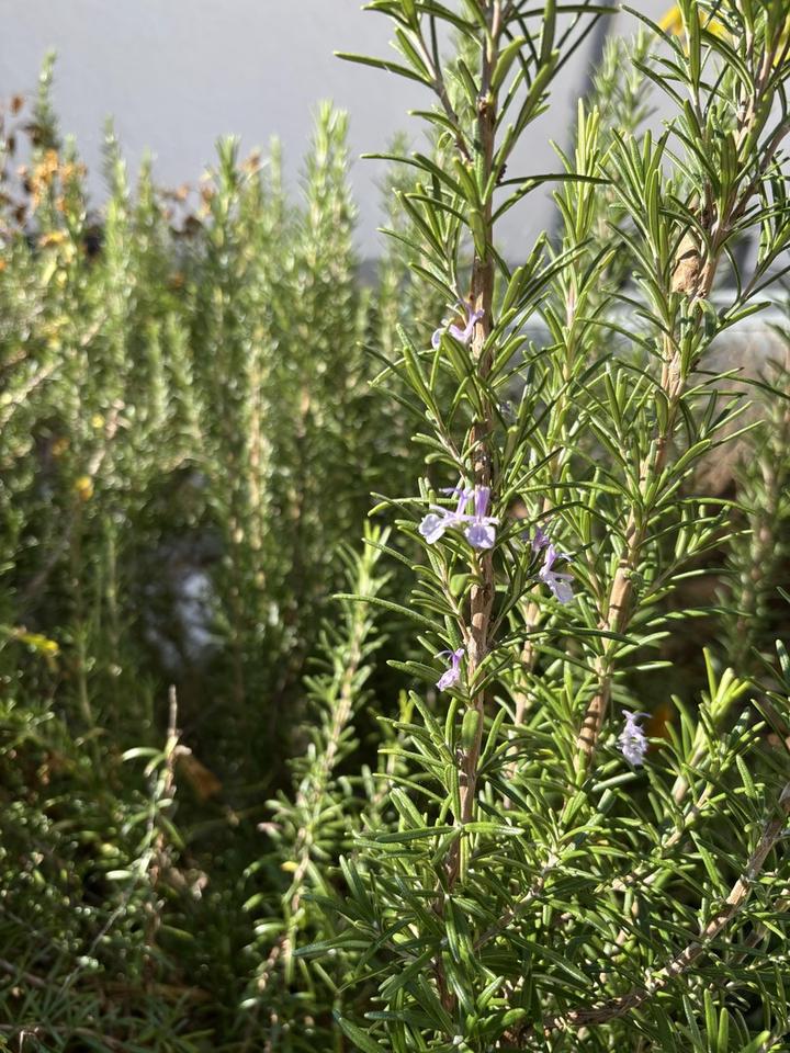 Architektenhaus in Konstanz Paradies – Bild 16