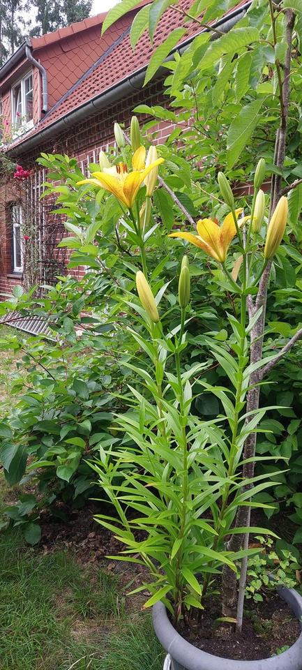 Anliegerwohnung mit Sonnenterasse – Bild 4