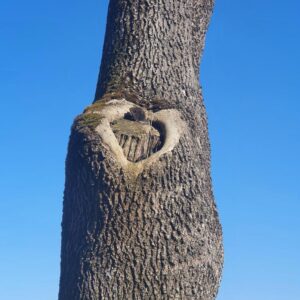 Schönes EFH in Top-Lage von Wangen, sehr ruhig, wenig Verkehr, wunderbar grün