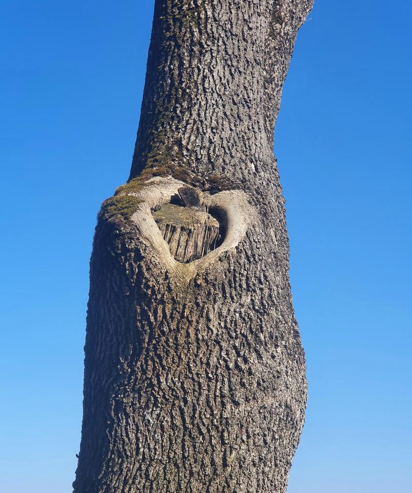 Schönes EFH in Top-Lage von Wangen, sehr ruhig, wenig Verkehr, wunderbar grün