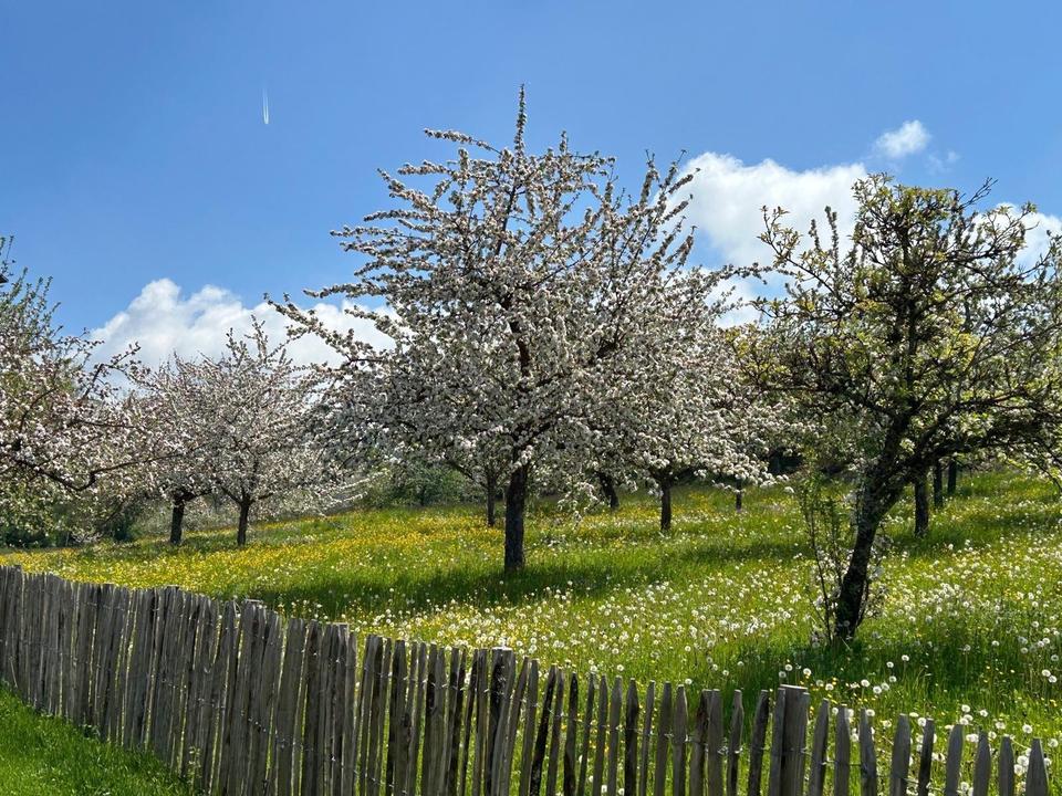 Charmantes Schwarzwaldhaus mit Pool – Bild 39