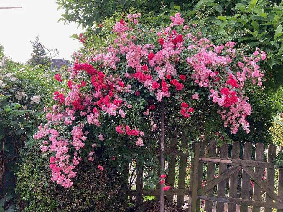 = OHNE MAKLER = AB SOFORT FREI - ruhiges, möbliertes Zimmer in Hamburg - Mitte = – Bild 2