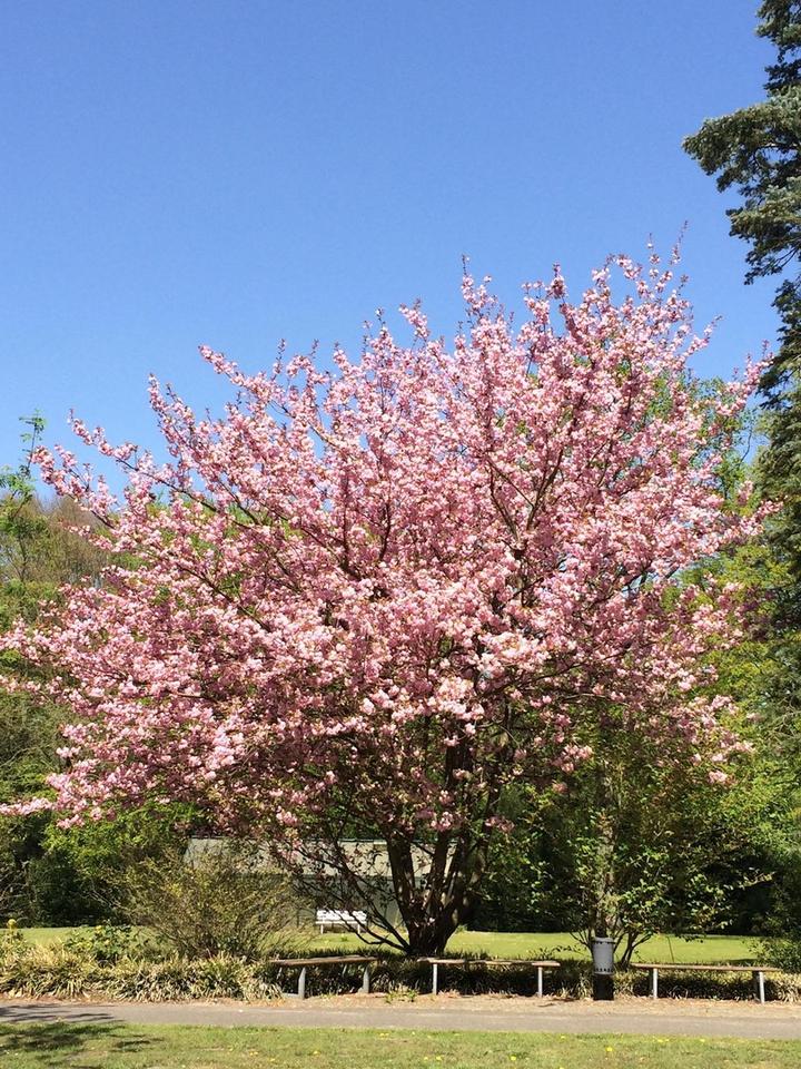 = OHNE MAKLER = AB SOFORT FREI - ruhiges, möbliertes Zimmer in Hamburg - Mitte = – Bild 4