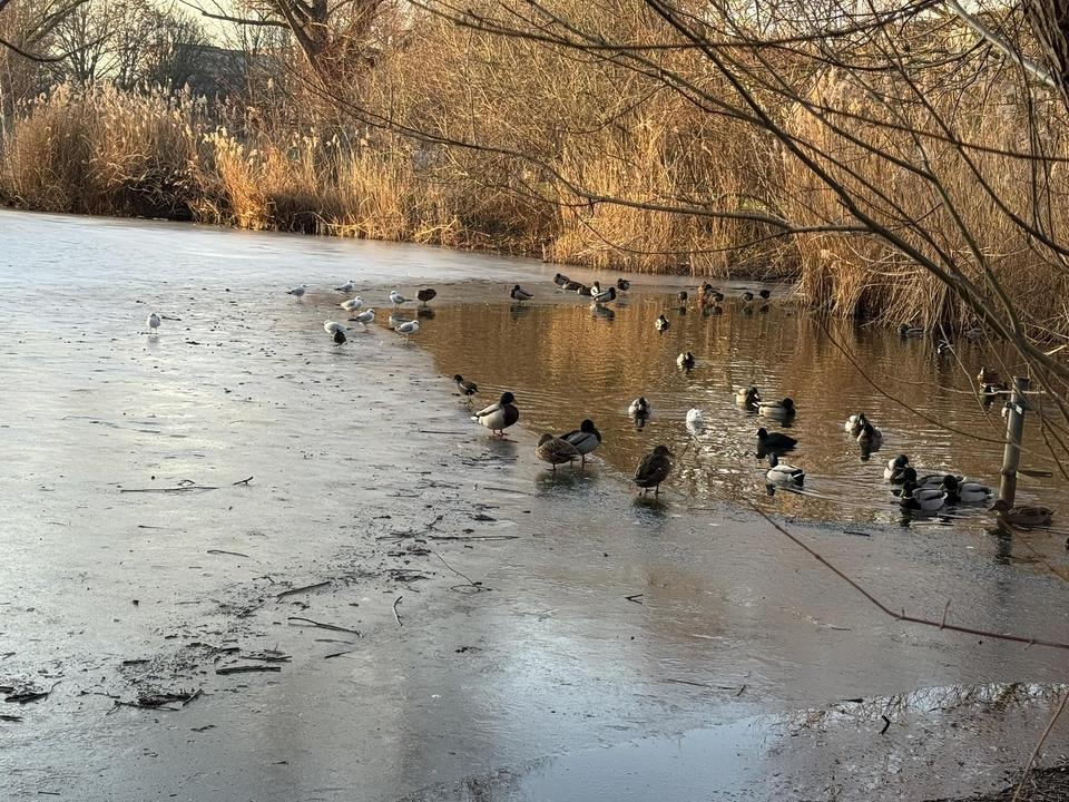 Lichtdurchflutetes Haus im Märchenviertel – großes Grundstück, Sauna & 2‑WE‑Option – Bild 18