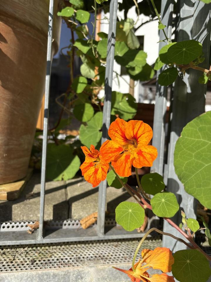 Architektenhaus in Konstanz Paradies – Bild 18