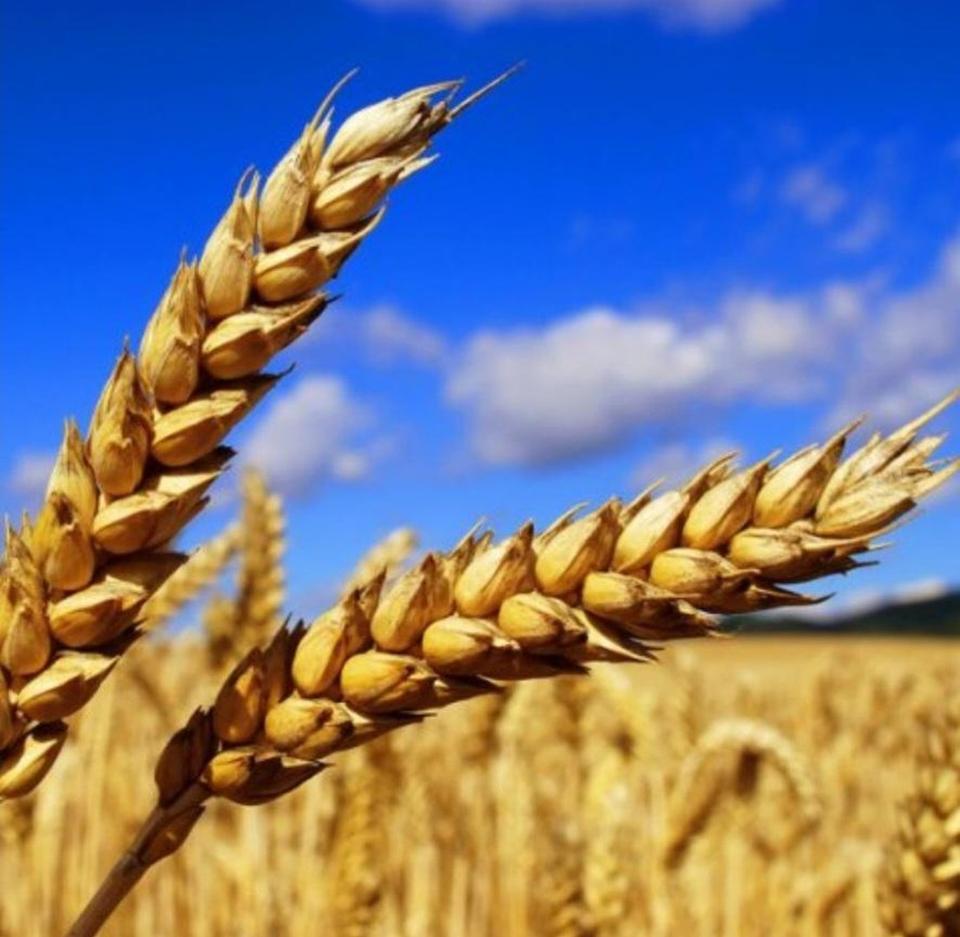 Ackerland • Photovoltaik • Verkauf • Pacht – Komplettangebot in attraktiver Lage – Bild 3