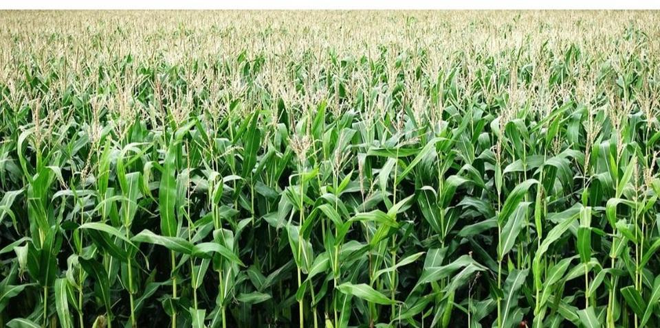 Ackerland • Photovoltaik • Verkauf • Pacht – Komplettangebot in attraktiver Lage – Bild 8