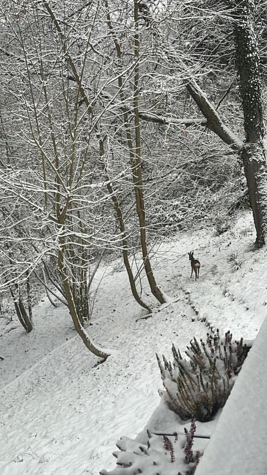 „Wochenendhaus bei Bad Soden – nur Freizeit- und Wochenendnutzung, kein Dauerwohnen“ – Bild 5