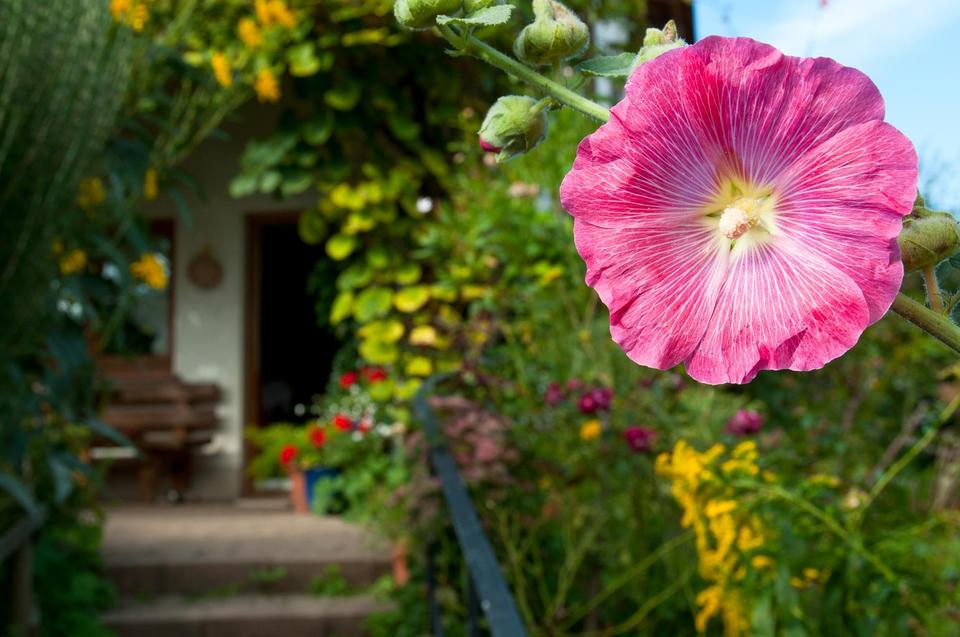 Provisionsfrei - Rarität - 2 Häuser, große Scheune und großer Garten in Freiburg-Munzingen. – Bild 17