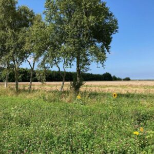 Baugrundstücke in ruhiger Nordseelage Dornumergrode
