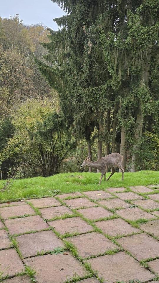 „Wochenendhaus bei Bad Soden – nur Freizeit- und Wochenendnutzung, kein Dauerwohnen“ – Bild 10