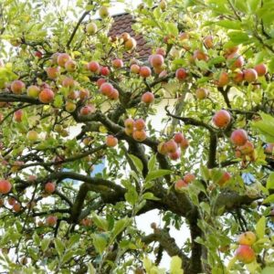 Leere, unbefristete 2,5-Zimmer Wohnung in Lichterfelde-West