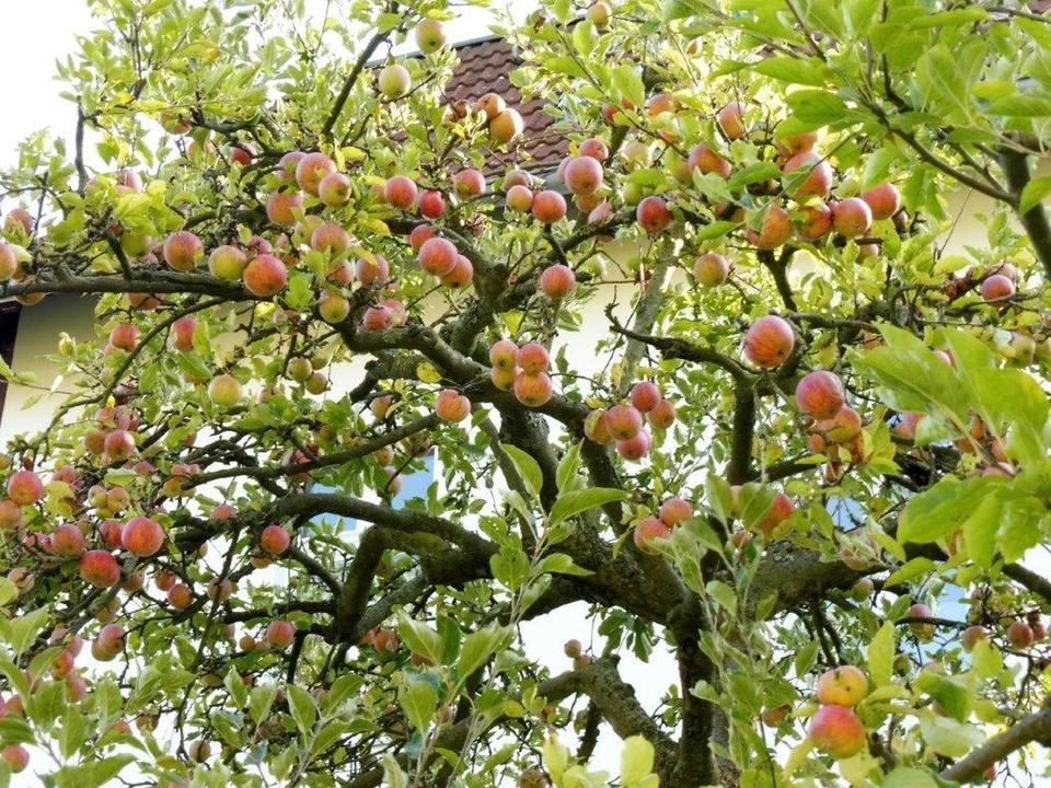 Leere, unbefristete 2,5-Zimmer Wohnung in Lichterfelde-West