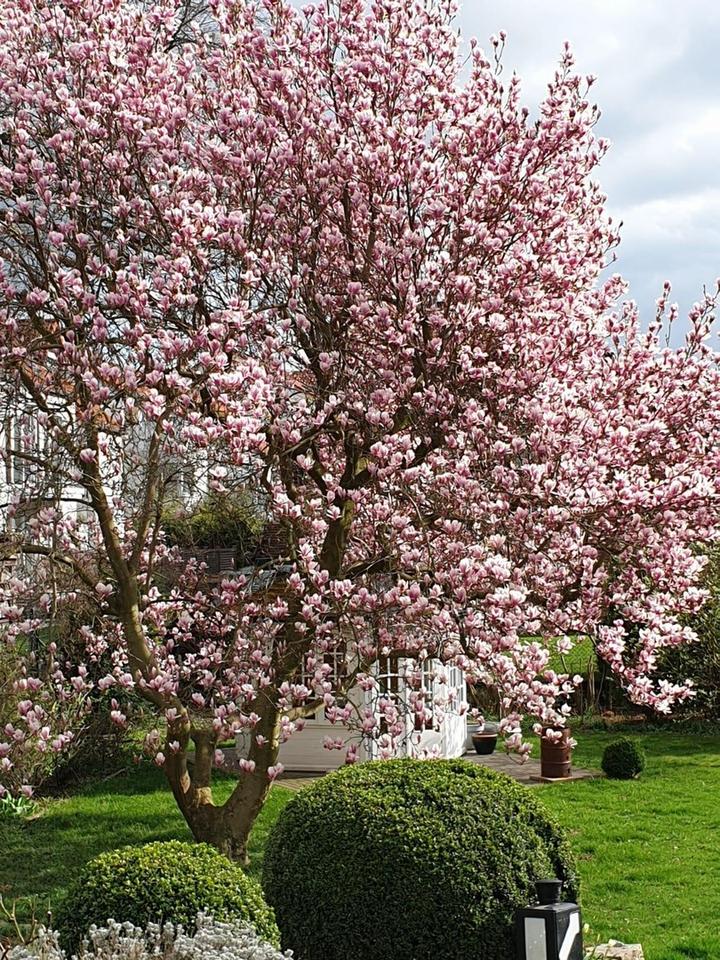 Lichtdurchflutetes Einfamilienhaus mit 8 Zimmern in Wolfenbüttel – Bild 2