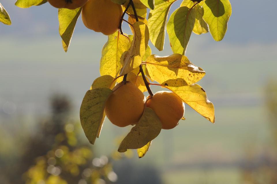Großzügiges Ein- bis Zweifamilienhaus mt 8.197 qm Grund, PV-Anlage, Wald und Panoramablick – Bild 30