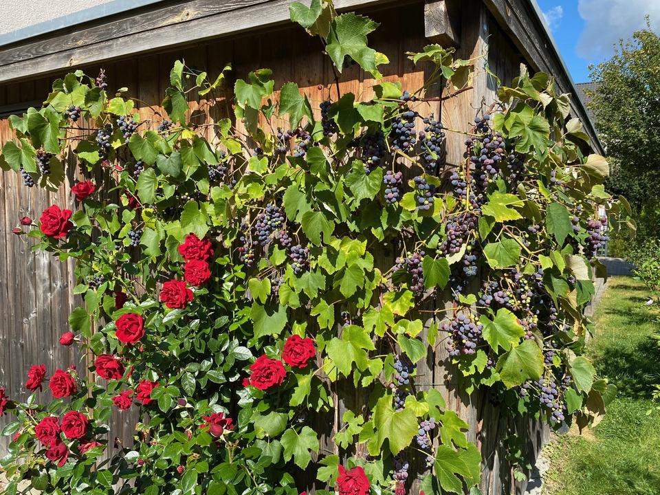 Neuwertige Doppelhaushälfte mit wunderschöner Aussicht – Bild 11