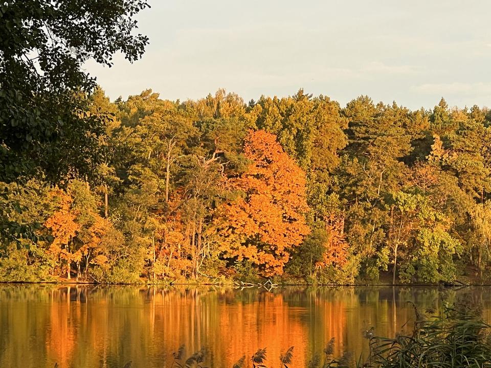 gepflegte Villa mit eig. Seezugang, Steg, Gästehaus, Sauna, Designmobiliar nahe Berlin – Bild 12