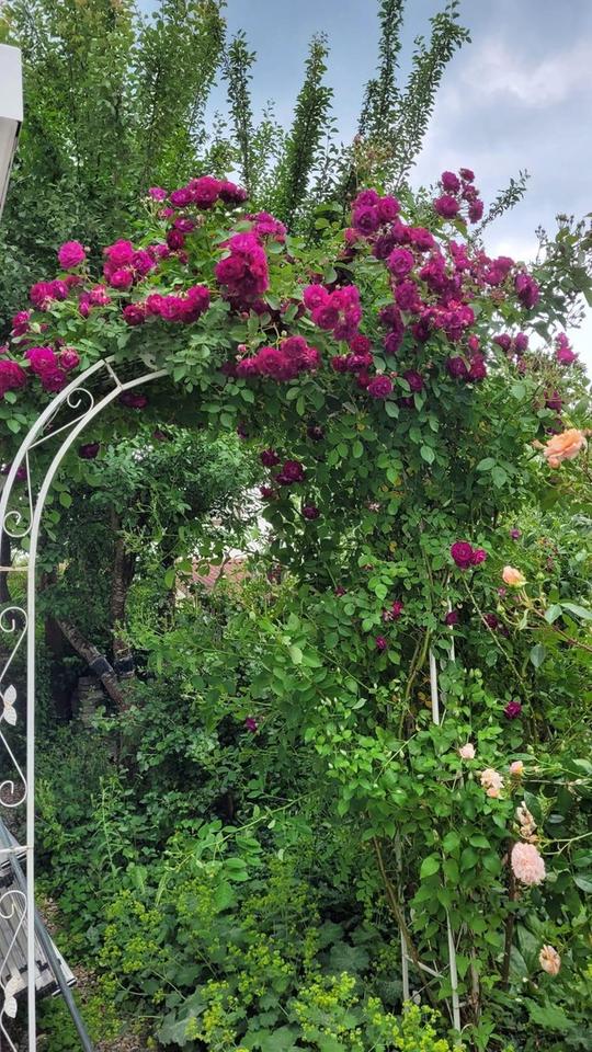 2-Zimmer Erdgeschosswohnung mit großem Wohnbereich, offener Küche und Garage – Bild 18