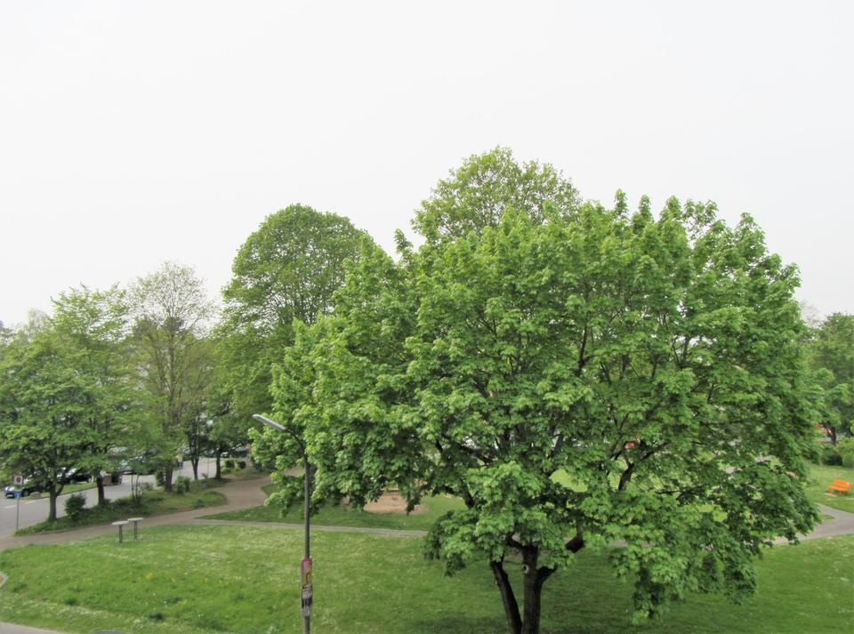 Alfter/Bonn *Wohlfühlwohnung* Aufzug!* SW-Loggia *Stellplatz* Barrierearm*renoviert! – Bild 20