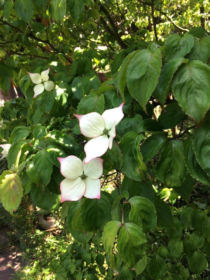 Stadtwohnung mit Garten, Garage und Wellnessbereich – Bild 3