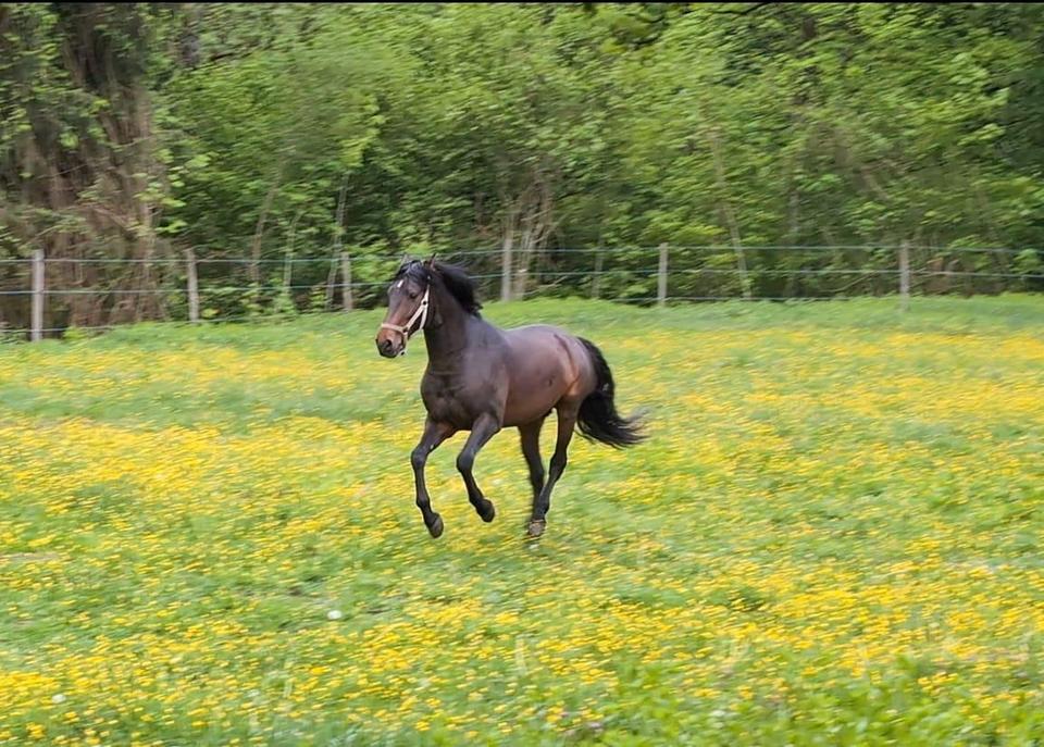Arrondiertes Landgut mit vielseitigen Nutzungsperspektiven – Bild 22