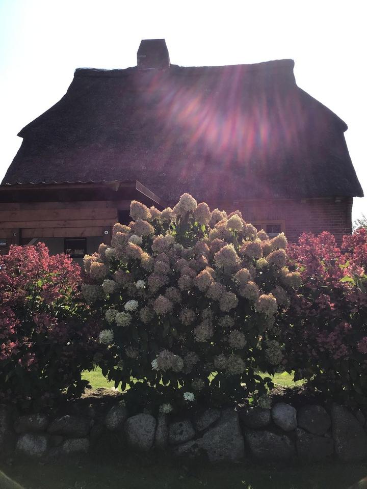 Wunderschönes Reetdachhaus am Naturpark Aukrug! – Bild 3
