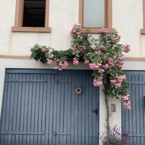 Haus mit zwei Wohneinheiten und einem separaten großen Garten