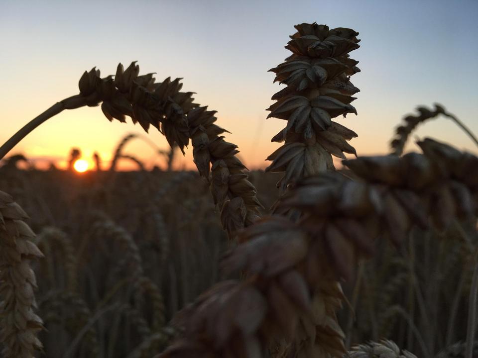 Großes Feriengrundstück auf Rügen mit Bungalow, Gästebungalow und Werkstatt – 650 m² Bauland – Bild 15