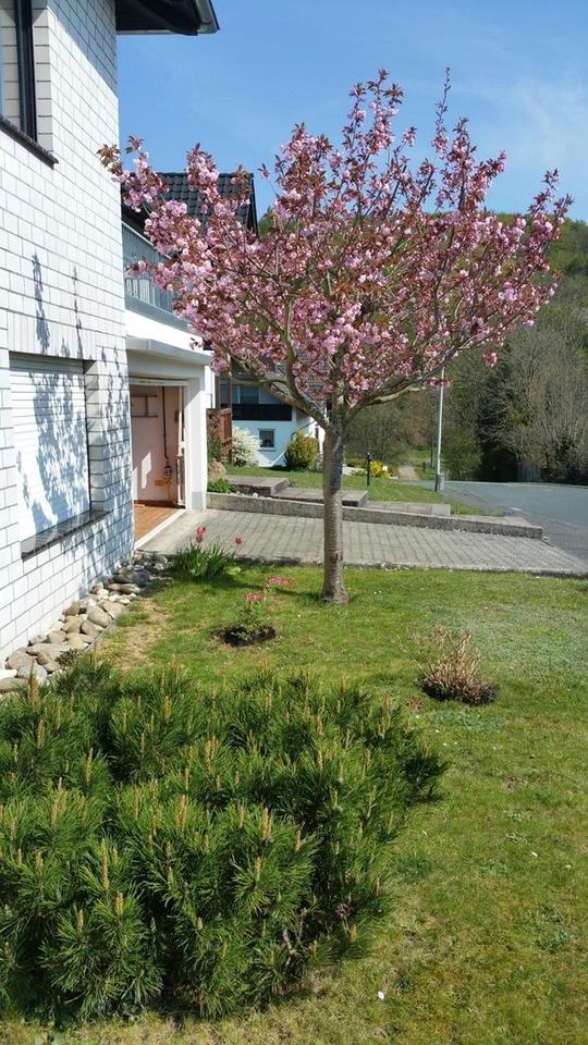 Großzügiges Einfamilienhaus mit Einliegerwohnung in toller Lage – Bild 4